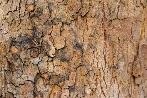 Relief texture of the brown bark of a tree