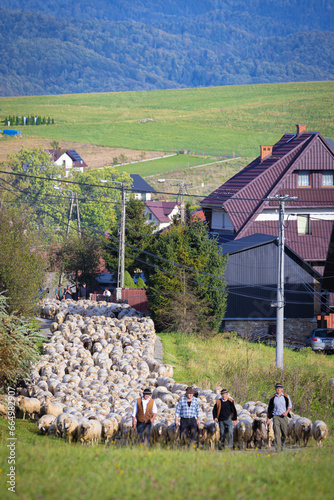 Redyk jesienny 2023 w Grywałdzie. Wypas owiec.