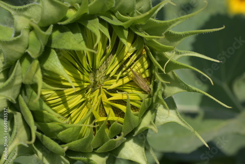 bee on sunflower