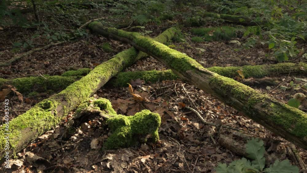 Beautiful scenery of dead tree trunks, mosses and brown leafs lit by soft sunlight. Pan. Beautiful scenery of dead tree trunks, mosses and brown leafs lit by soft sunlight. Pan.