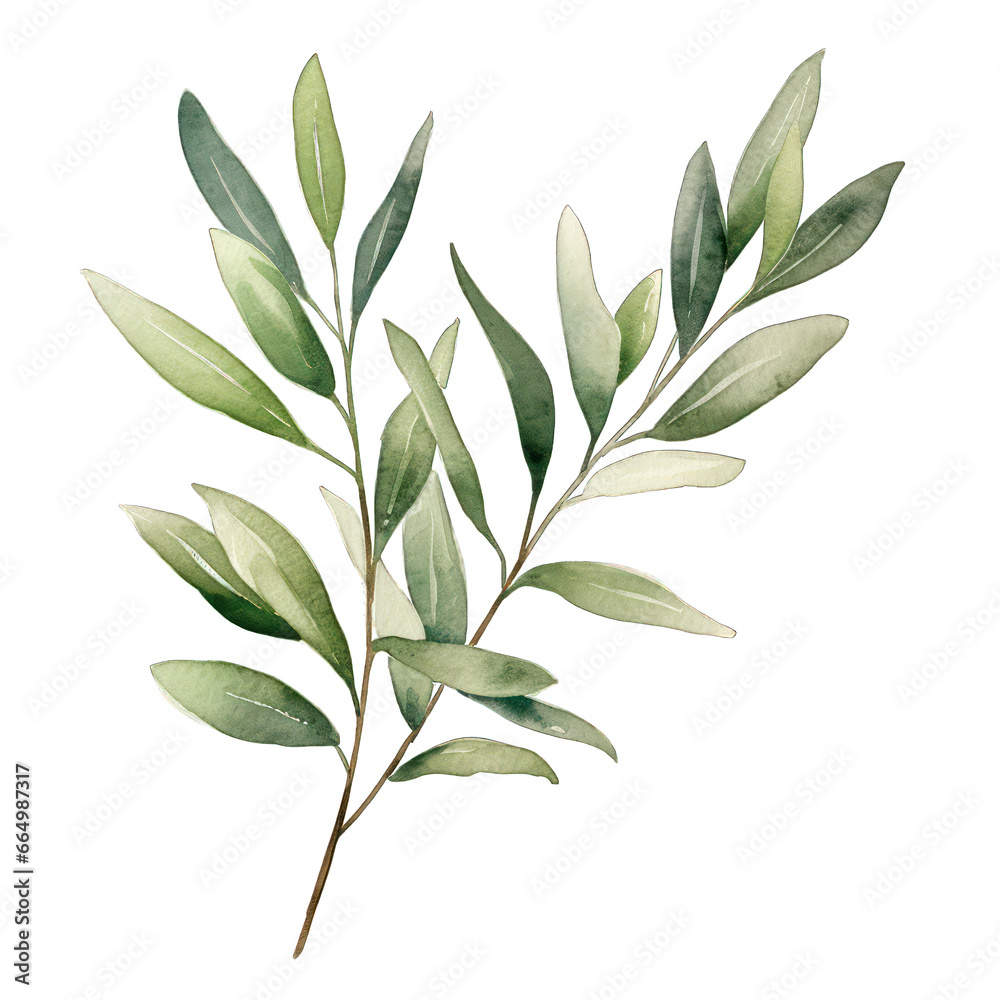 Watercolor olive branches and leaves Watercolor olive branches and leaves