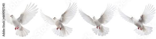Pigeon - bird of peace on white background © terra.incognita