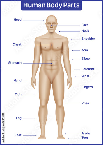 Human body parts medical diagram with male model, anatomical vector poster.