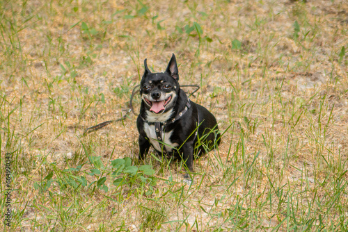 A small dog of the Toy Terrier and Chihuahua breed on the lawn in the park.