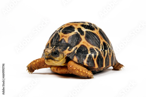 juvenile Radiated tortoise // junge Strahlenschildkröte (Astrochelys radiata) photo