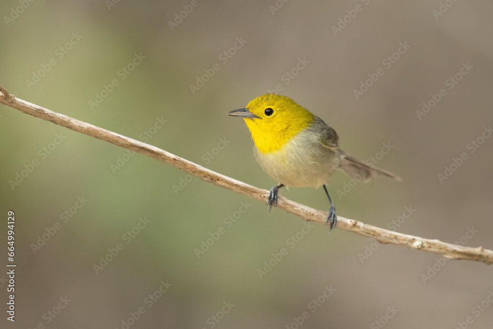 Yellow-headed warbler (Teretistris fernandinae). It is endemic to western Cuba.