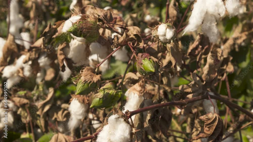 Cotton flower on a windy day in the field. Natural fiber that grows in a Cotton boll on plant in Israel Cotton flower on a windy day in the field. Natural fiber that grows in a Cotton boll on plant in Israel