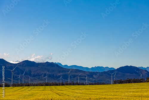 Gouda wind farm and green wheat fields