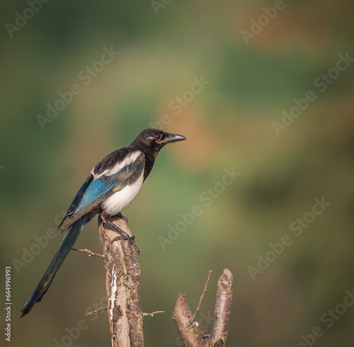 European magpie sitting on a branch