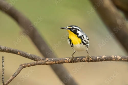 Fotografie The yellow-throated warbler (Setophaga dominica) is a small migratory songbird s