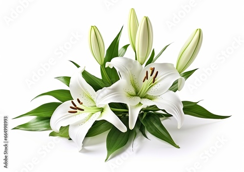Beautiful fresh lily flower with green leaves, isolated on white background. © MKhalid