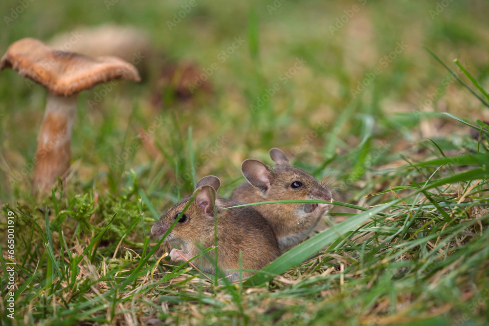two mice, yellow necked mouse, sitting on the mouse-hole at a autumn morning two mice, yellow necked mouse, sitting on the mouse-hole at a autumn morning