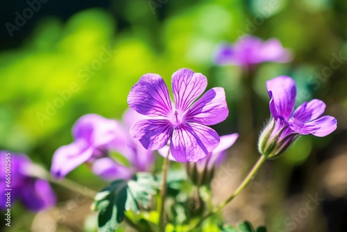 Geranium wilfordii flower. photo