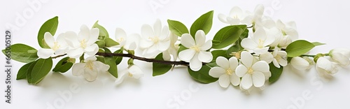 Jasmine flowers on white surface. © MKhalid