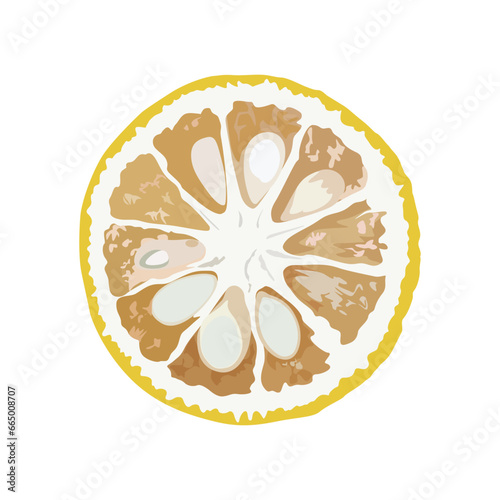 A single sliced of Yuzu fruit. vector illustration.