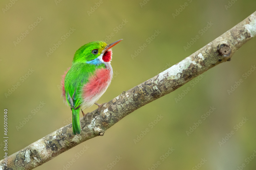 Cuban tody (Todus multicolor) is a bird species in the family Todidae that is restricted to Cuba and the adjacent islands Cuban tody (Todus multicolor) is a bird species in the family Todidae that is restricted to Cuba and the adjacent islands
