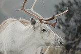 side profile of white wild reindeer with large antlers