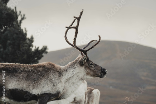 Wallpaper Mural Side Profile of Wild Reindeer with Pine Trees Torontodigital.ca