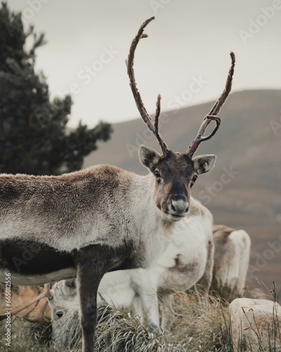 Wild Reindeer with Large Antlers Looking at Camera