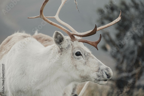 side profile of white wild reindeer with large antlers
