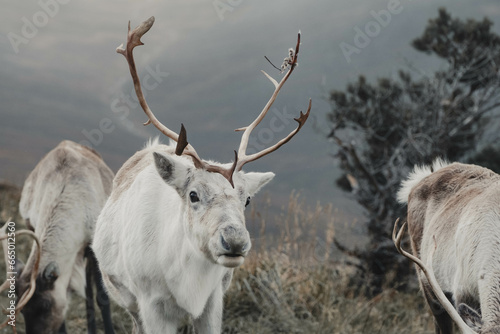 white wild reindeer with large antlers in mountains with pine trees