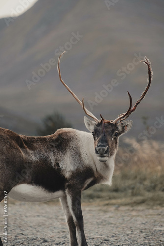 wild reindeer with large antlers © Rachel