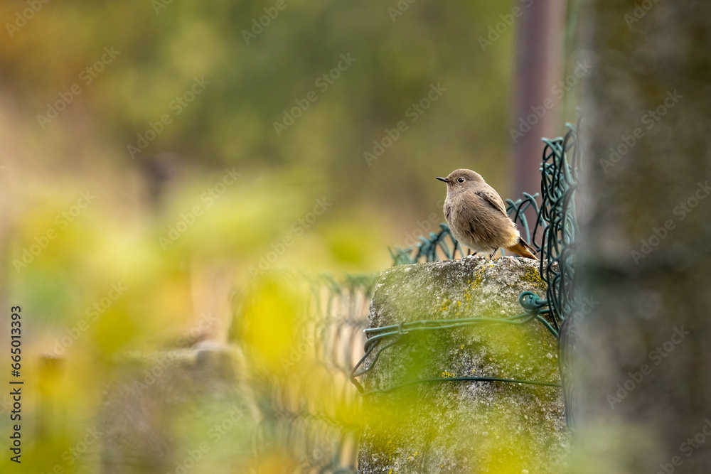 The black redstart - small passerine bird in the genus Phoenicurus.