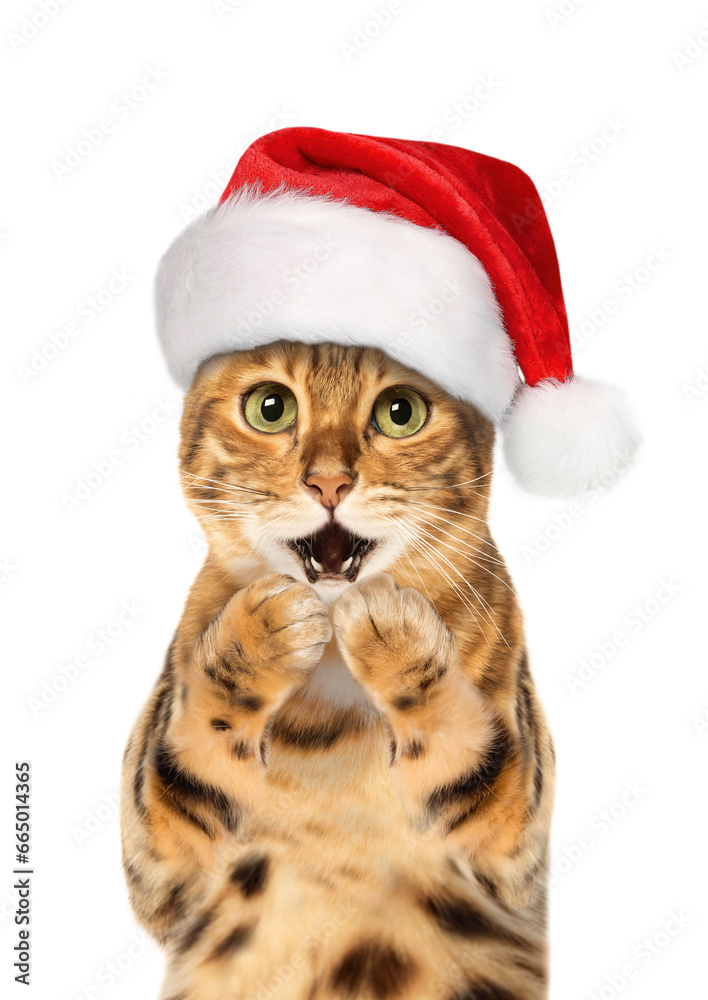 Bengal cat wearing Santa hat, Christmas concept