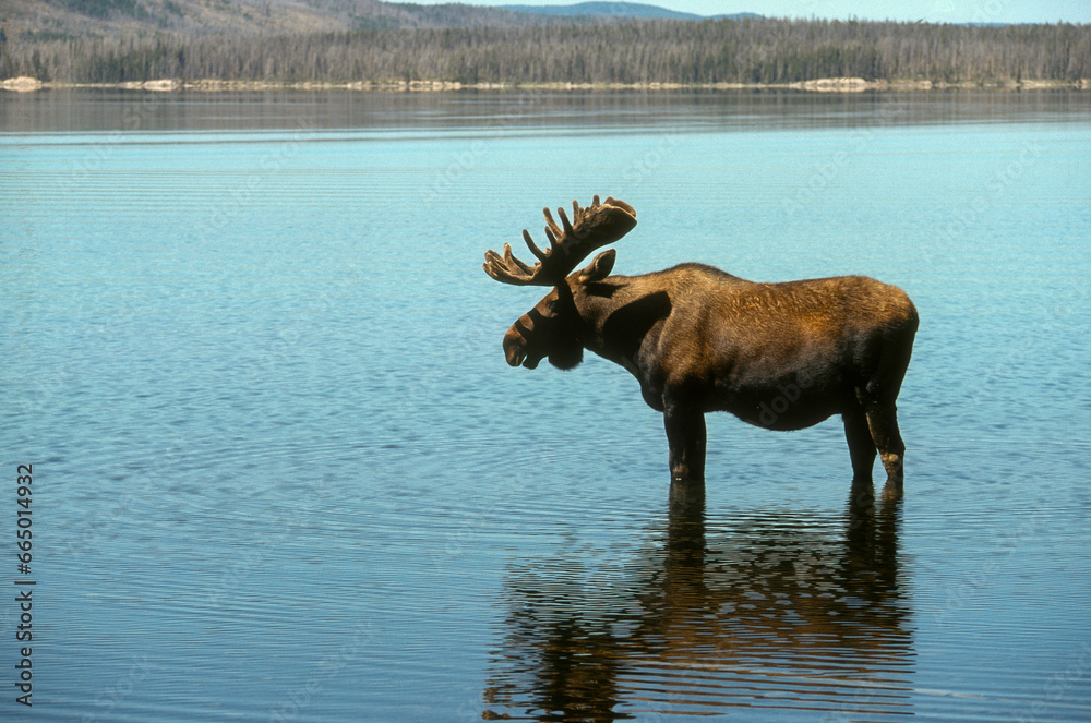 Elan d'Amerique, Orignal, Alces alces, Parc national du Yellowstone,  U.S.A