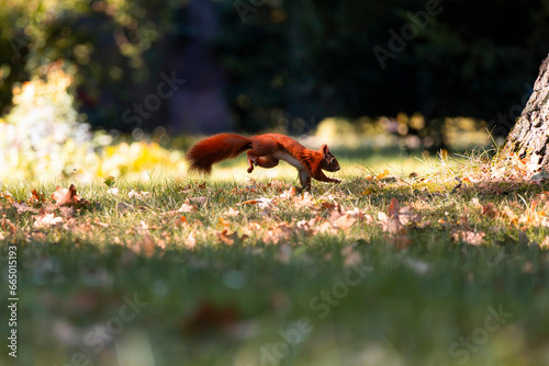 Eichhörnchen springt über die Wiese © Martin