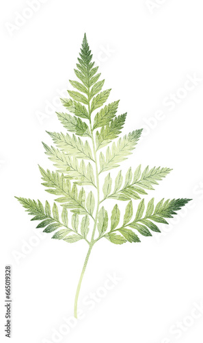 Green fern leaf isolated on white background. Botanical illustration. Botanical element.