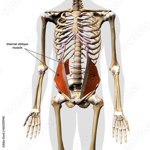 Male Internal Oblique Abdominal Muscle in Isolation on Skeleton, 3D Rendering, Labeled