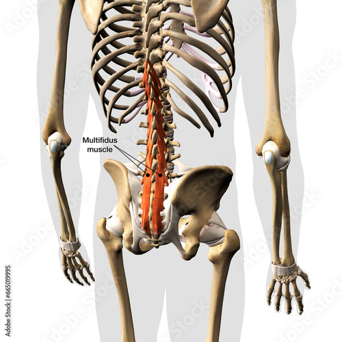 Multifidus Muscle Labeled and Isolated on the Spinal Column, 3D Rendering on White Background photo