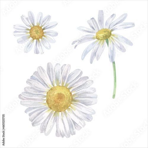 Daisy flower vector illustration set. Hand drawn clip art of white chamomile on isolated background. Watercolor botanical drawing of bouquet of marguerite. Painting of floral herb