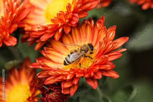 The picture of a bee collecting pollen on its legs from flowers. A background of red orange flowers with a macro shot bee.