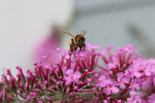 A honey bee on a butterfly bush photo