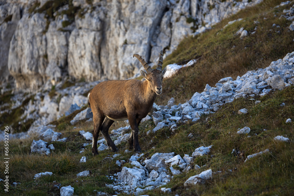 Young Male Chamois - Alpine Capra Ibex in its Alps Environment 