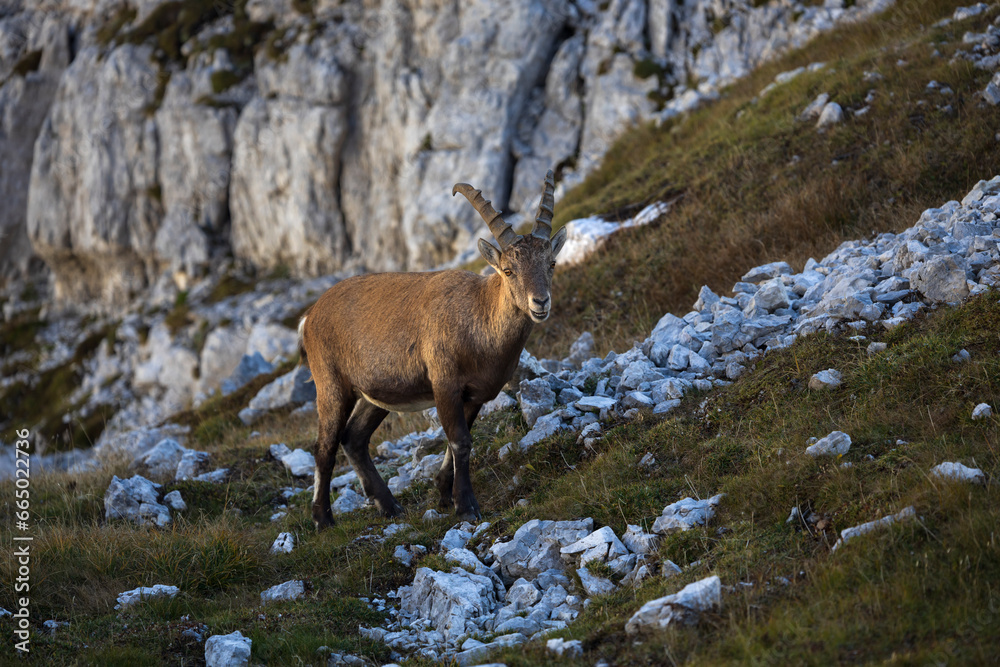 Young Male Chamois - Alpine Capra Ibex in its Alps Environment Young Male Chamois - Alpine Capra Ibex in its Alps Environment