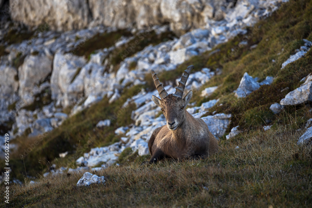 Male Ibex resting on a meadow in shade of the mountain looking at camera - Julian Alps Slovenia Male Ibex resting on a meadow in shade of the mountain looking at camera - Julian Alps Slovenia