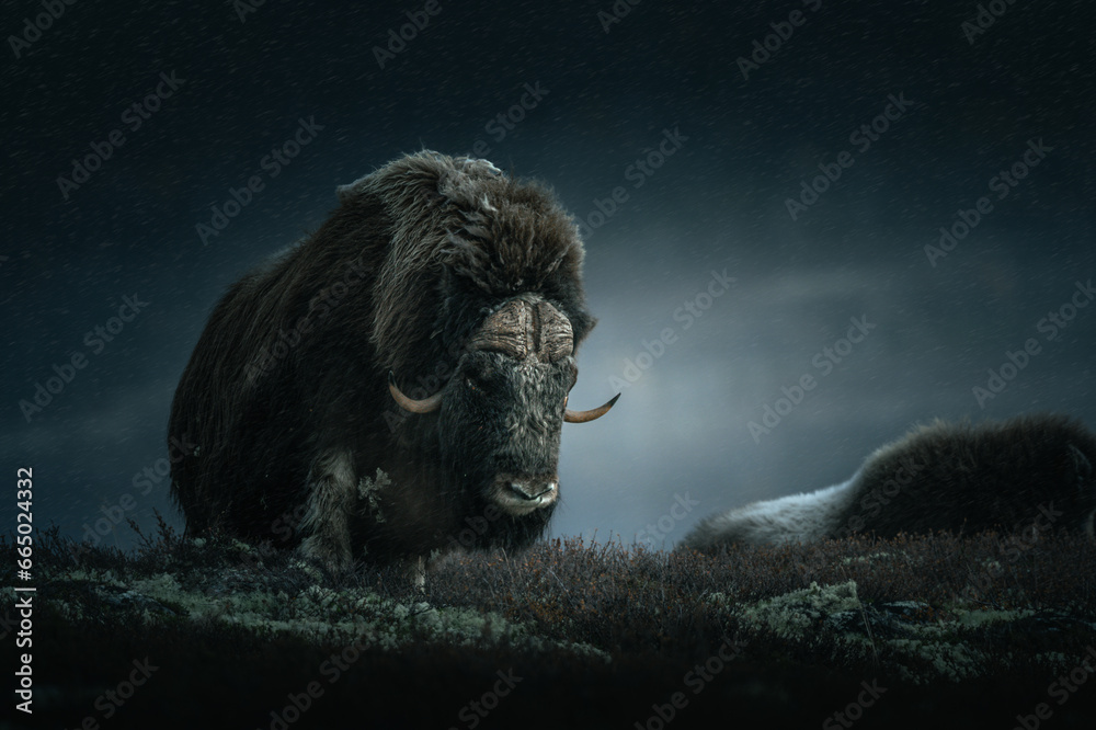 Musk oxen at Dovre national park in Norway.   - obrazy, fototapety, plakaty 
