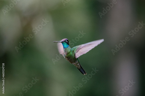 Hummingbird flying in Costa Rica © GarayGreen