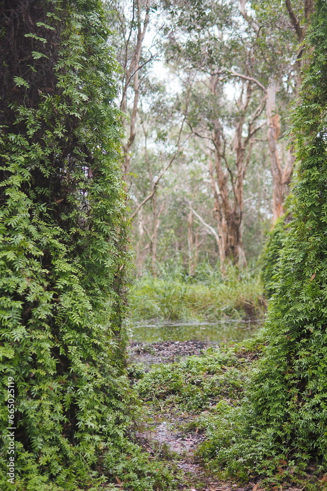 Thailand's Rayong Botanical Garden is a mangrove forest with lovely trees that reflect on the nearby lake. Thailand's Rayong Botanical Garden is a mangrove forest with lovely trees that reflect on the nearby lake.