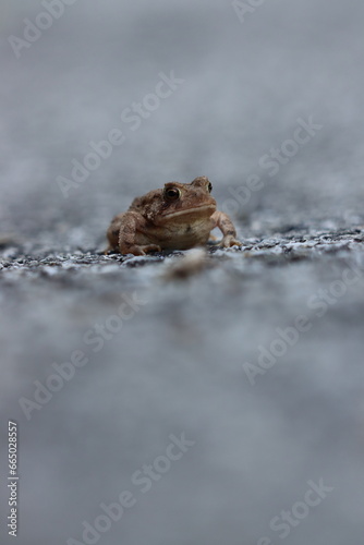 A very small toad sitting on a road