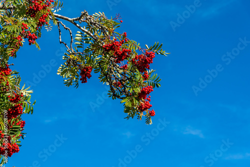 Rowan Berries and Leaves