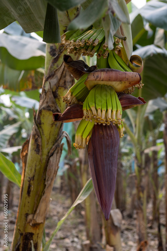 Young bananas growing on a banana tree at a plantation in the lowlands of Bolivia - Traveling and exploring South America