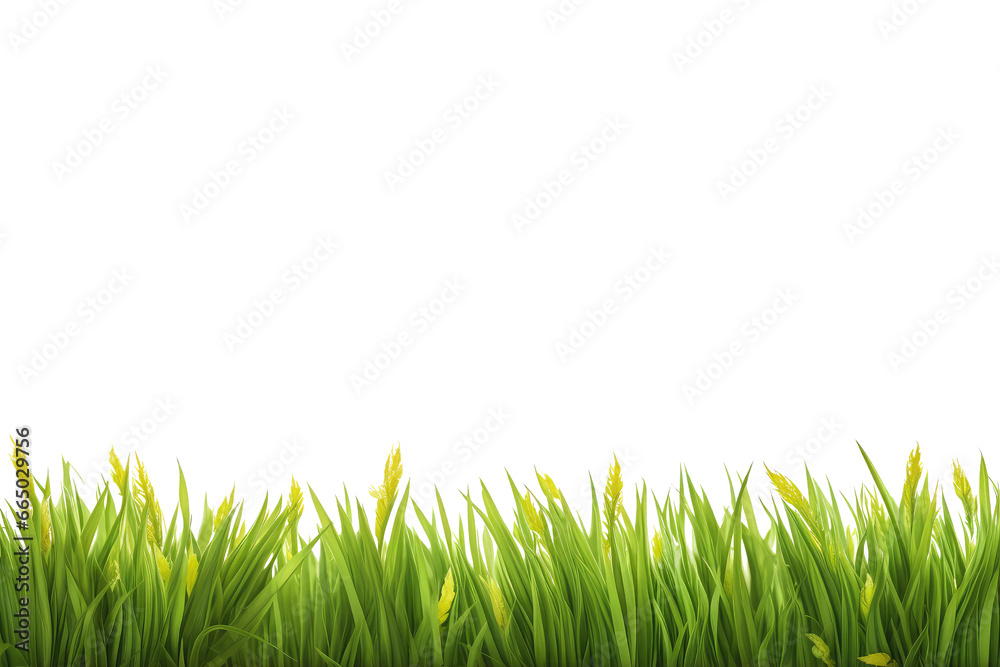 Fototapeta premium grass on banner isolated on white