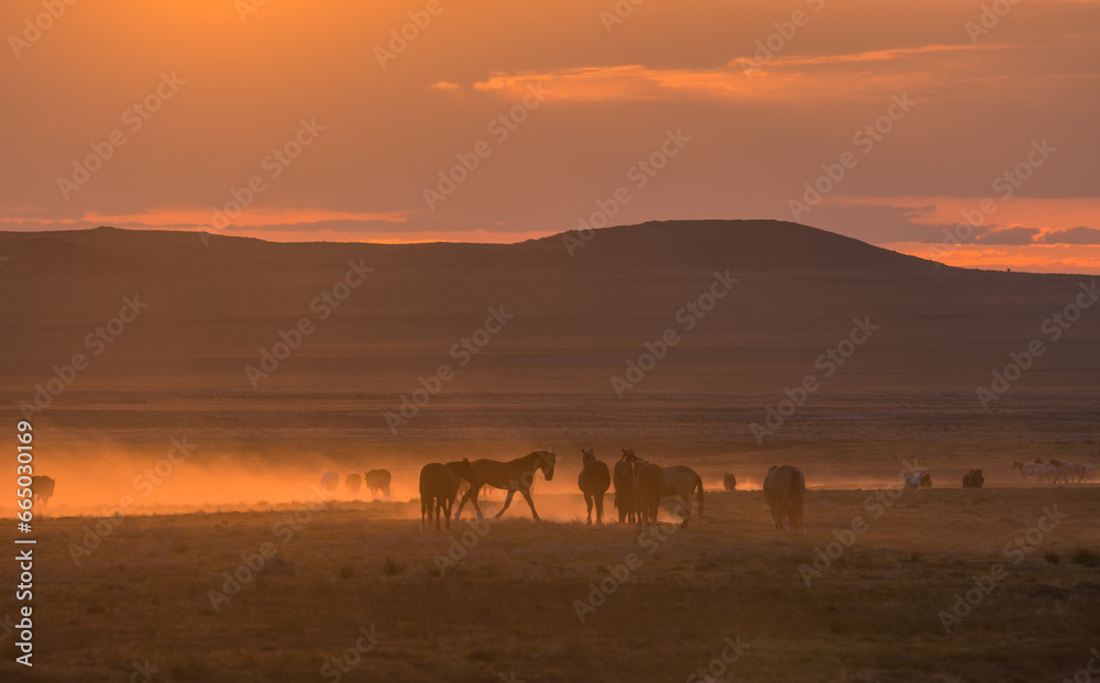 Fototapeta premium Herd of Wild Horses at Sunset in the Utah Desert