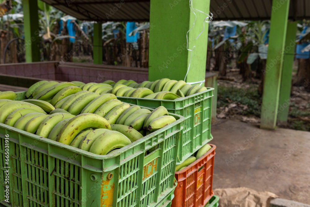 Fototapeta premium Stacked boxes with green bananas at a plantation in the lowlands of Bolivia waiting for their transport to the market - Traveling and exploring South America
