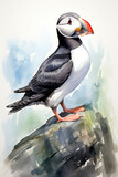 sketch of an Atlantic Puffin with watercolor hand drawn style