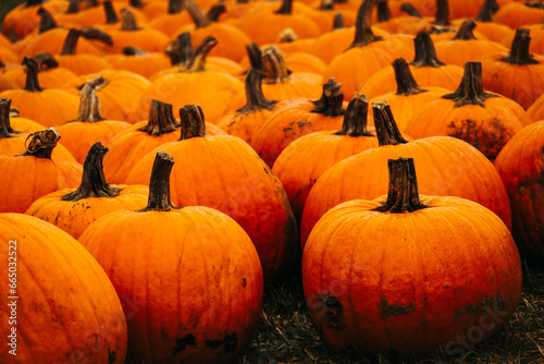 orange pumpkins everywhere